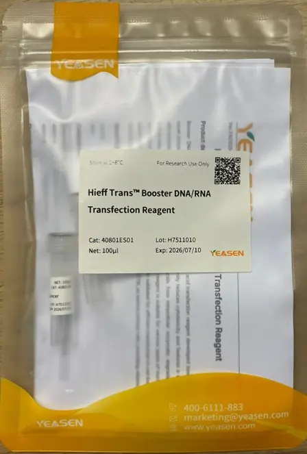 Hieff TransTM  in vitro siRNA/miRNA Transfection Reagent-0.1 mL
