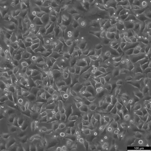 [GEN300657-MA] HK-CRISPR-Nup188-mEGFP Cells