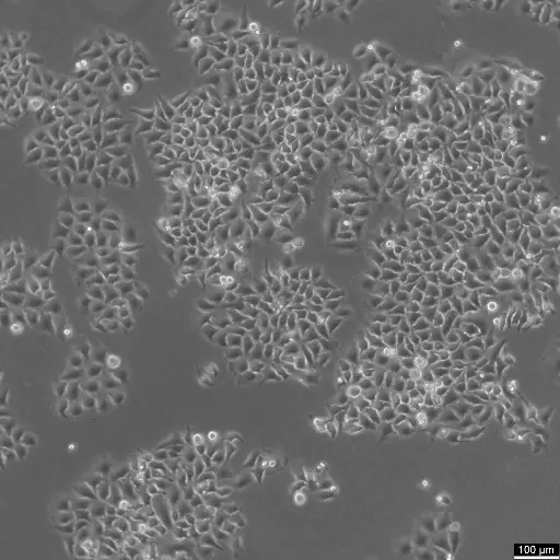 [GEN300655-MA] HK-CRISPR-Nup93-mEGFP Cells