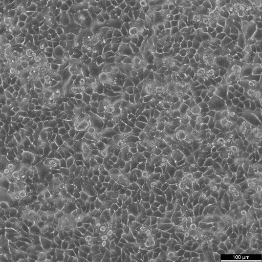 [GEN300669-MA] HK-CRISPR-mEGFP-Seh1 Cells