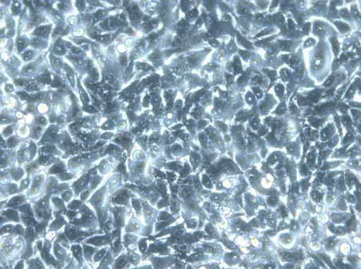 [GEN300921-MA] HK EGFP-LaminA/H2B-mCherry Cells